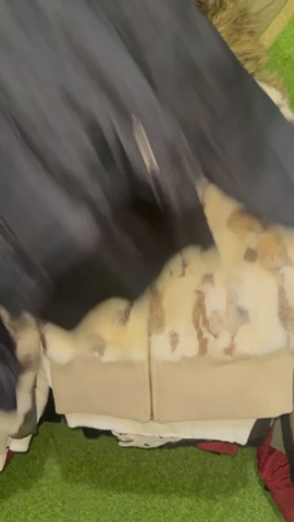 A descriptive alt text for this image